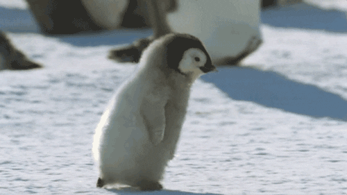 penguin gif was need for haruka deco