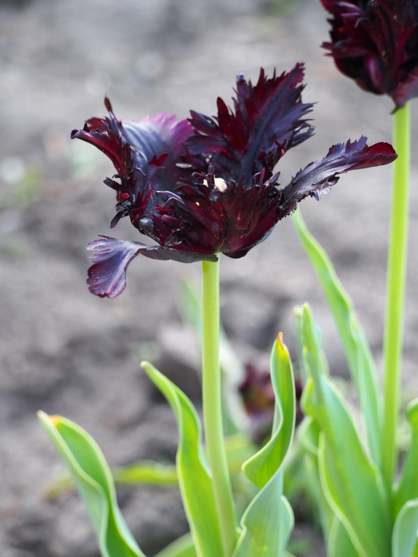 Black Parrot Tulip