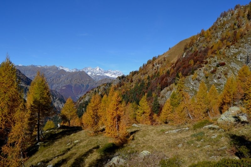 calasca segnara (13)