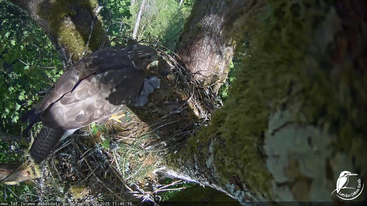 Melnās klijas (Milvus migrans) Kurzemē_ peļu klijāni (Buteo buteo) 12-44-30 screenshot