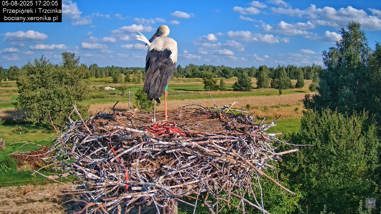 05082025bociany20