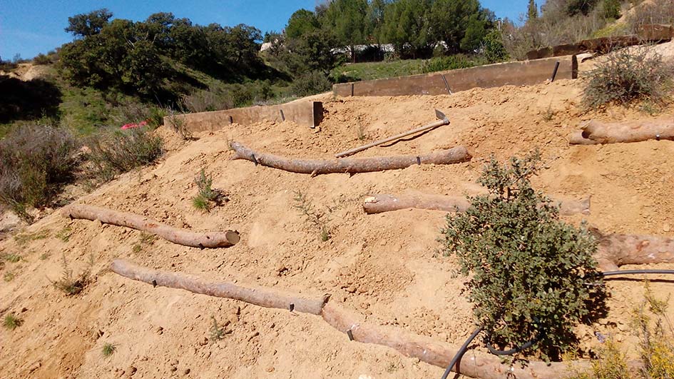 Primera prueba Plantaci-n-esparragueras