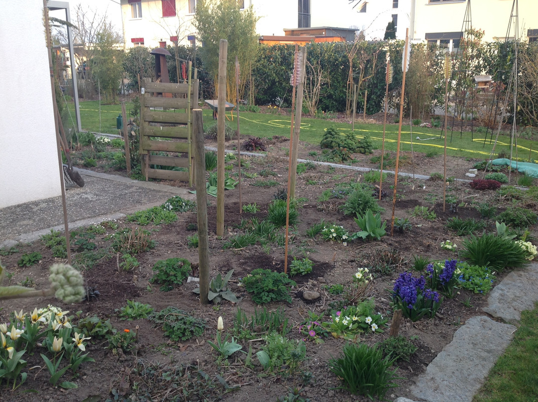 Die Phlox's umpflanzen 1.04.16 (5)