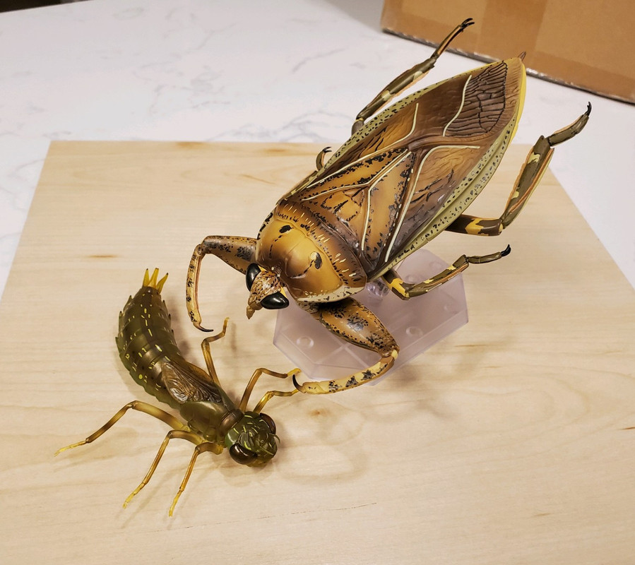 2021 Terrestrial Invertebrate of the Year, the Kaiyodo Revogeo Giant Water Bug 20210508-160656