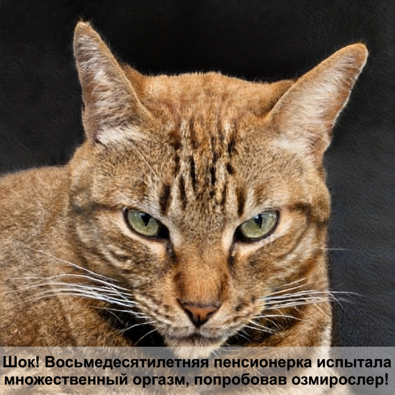 окрас британских кошек арлекин