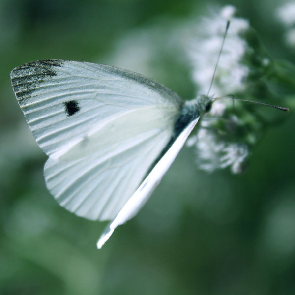 105740271 3145473322185695 7112449741792237257 n