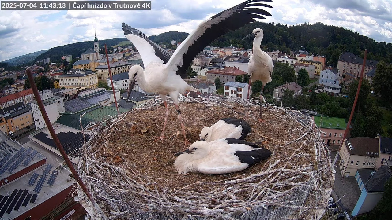 Tiešraide no stārķa ligzdas uz alus darītavas skursteņa Trutnovā 11-56-34 screenshot