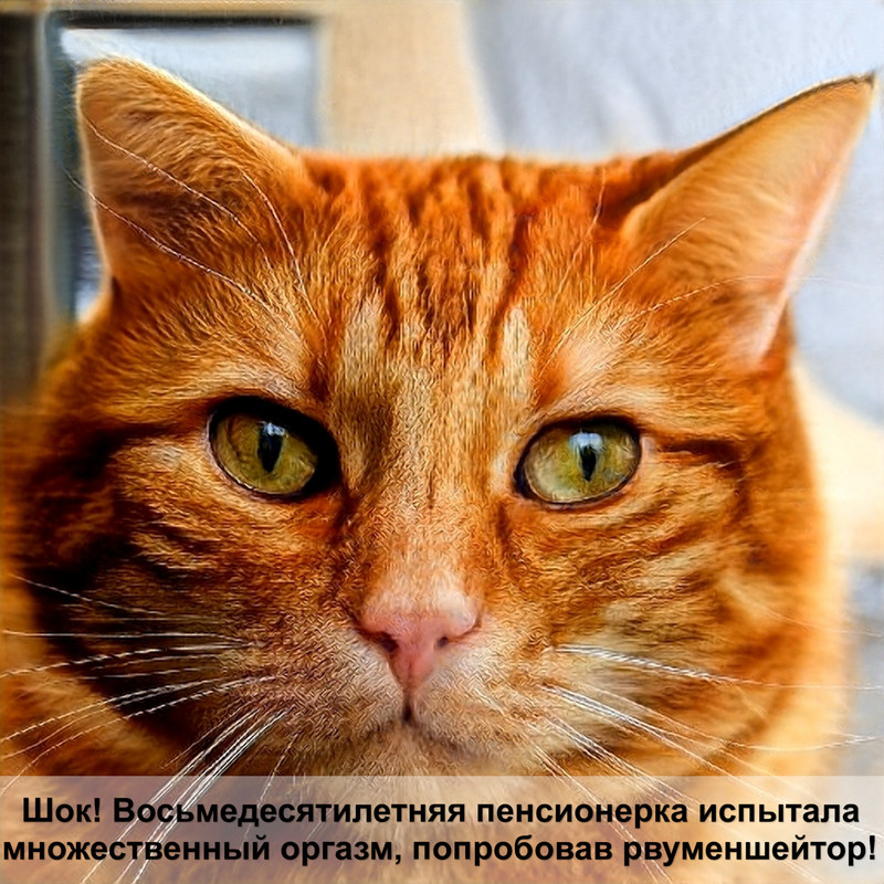 кошка лысеет на животе