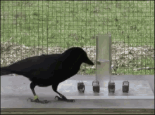 smarts-1.gif