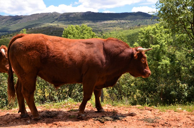 EMBALSE PUENTES VIEJAS, FORTINES Y ANIMALES-24-5-2014-MADRID - Paseando por España-1991/2016 (43)