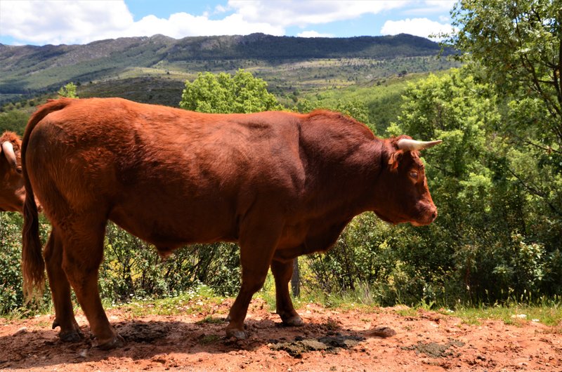 EMBALSE PUENTES VIEJAS, FORTINES Y ANIMALES-24-5-2014-MADRID - Paseando por España-1991/2015-Parte-1 (43)