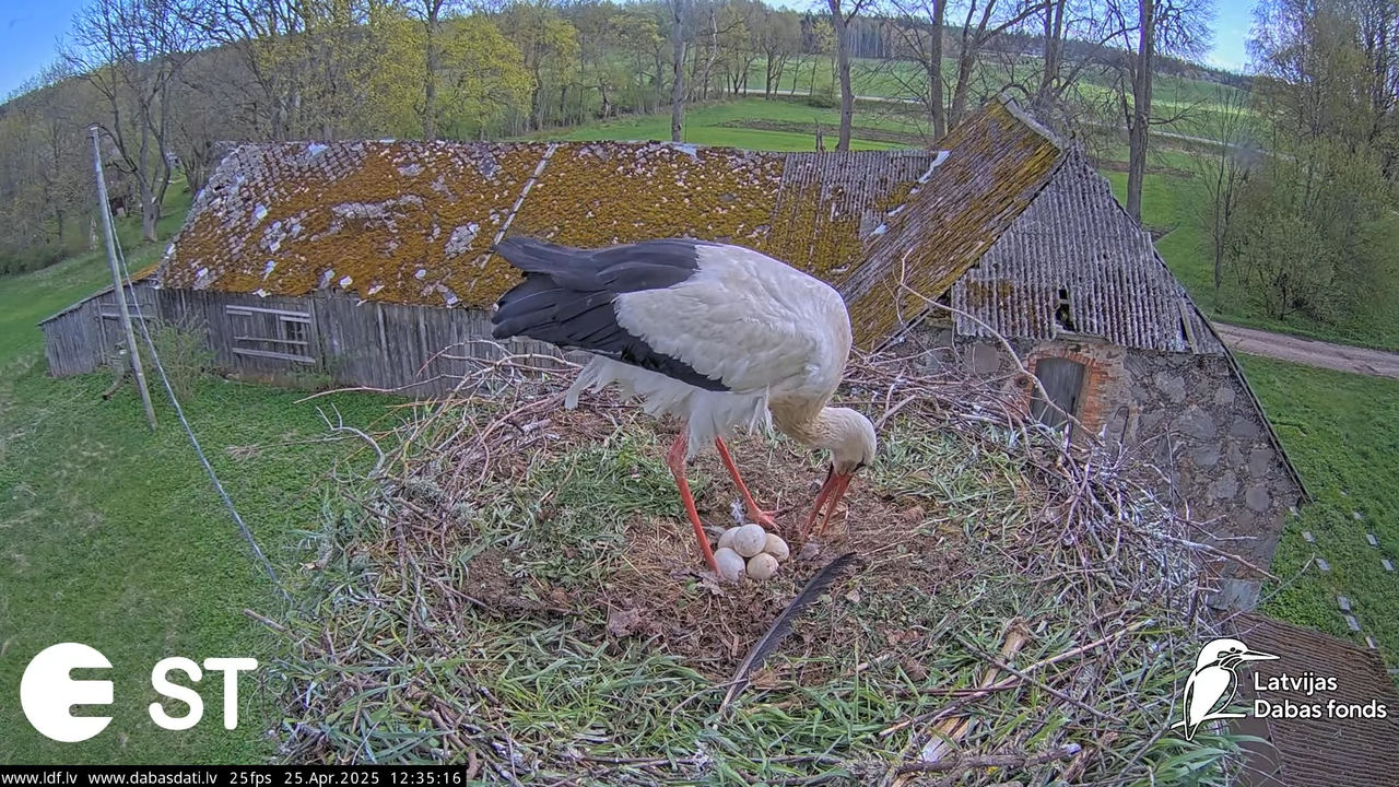 (26) Baltie stārķi (Ciconia ciconia) Tukuma novadā __ White storks in Tukums, Latvia - YouTube - 640