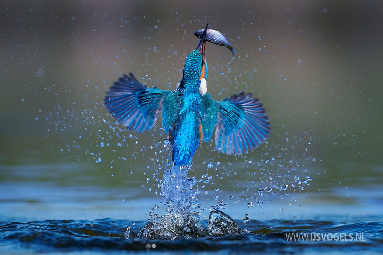 kwo-ijsvogel-king-fisher-corne-van-oosterhout-kennis-natuur-schoon-header-1-515005199.jpg
