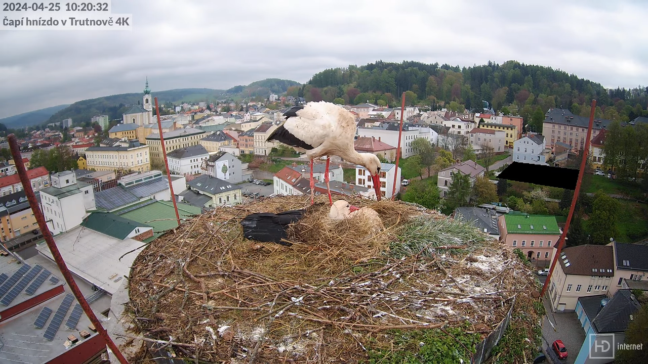 Tiešraidē no stārķa ligzdas uz alus darītavas skursteņa Trutnovā 8-22-4 screenshot