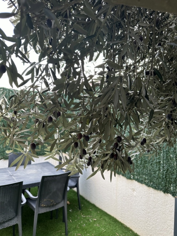 ¿Qué variedad de olivo tengo? Img-8721