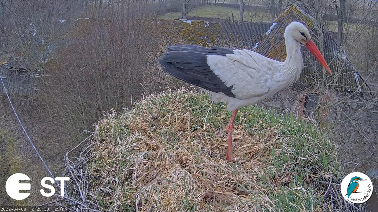 Baltie stārķi (Ciconia ciconia) Tukuma novadā - LDF tiešraide __ White storks in Tukums, Latvia 6-10