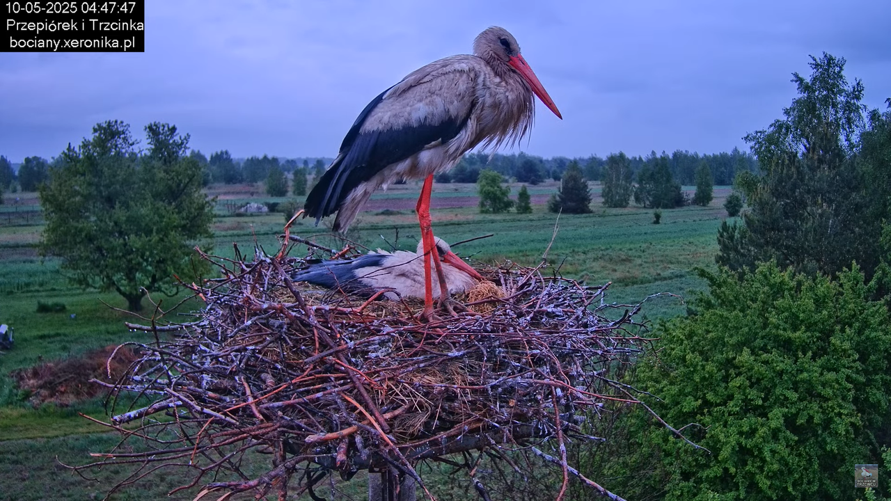 10052025bociany2