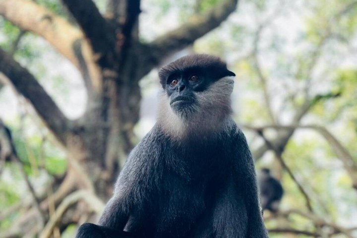 Monkey 3