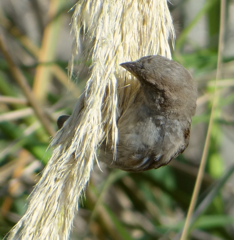 SPARROWS ON PAMPAS 3 030824