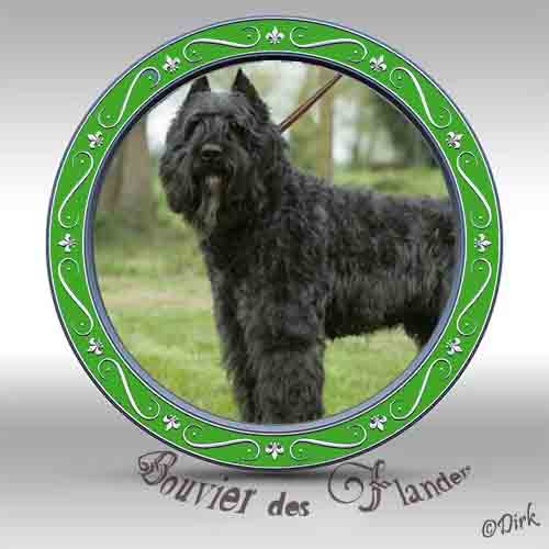 Bouvier.jpg