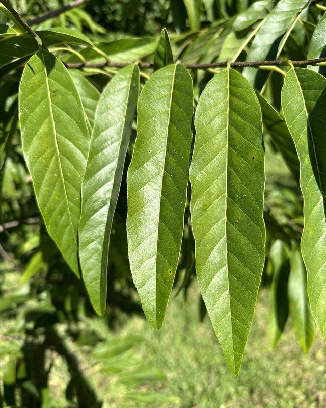 leaves