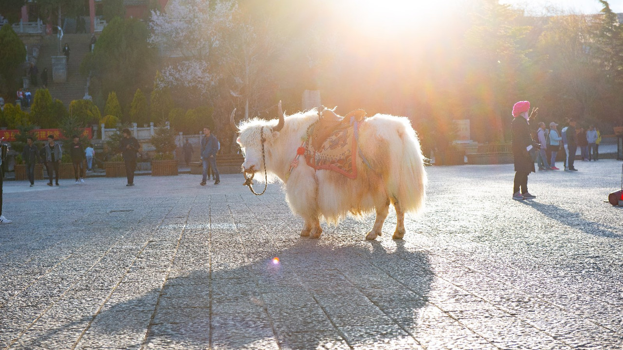 Yunnan 2019 - Blogs de China - Dia 7 - De camino a Shangrila (38)