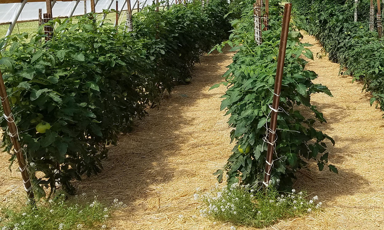 Mulch for Dampness and Weed Control
