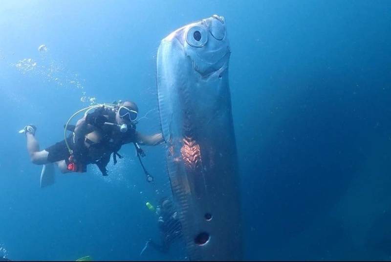 taiwan filmato video misterioso gigantesco pesce remo anticipa terremoti tsunami