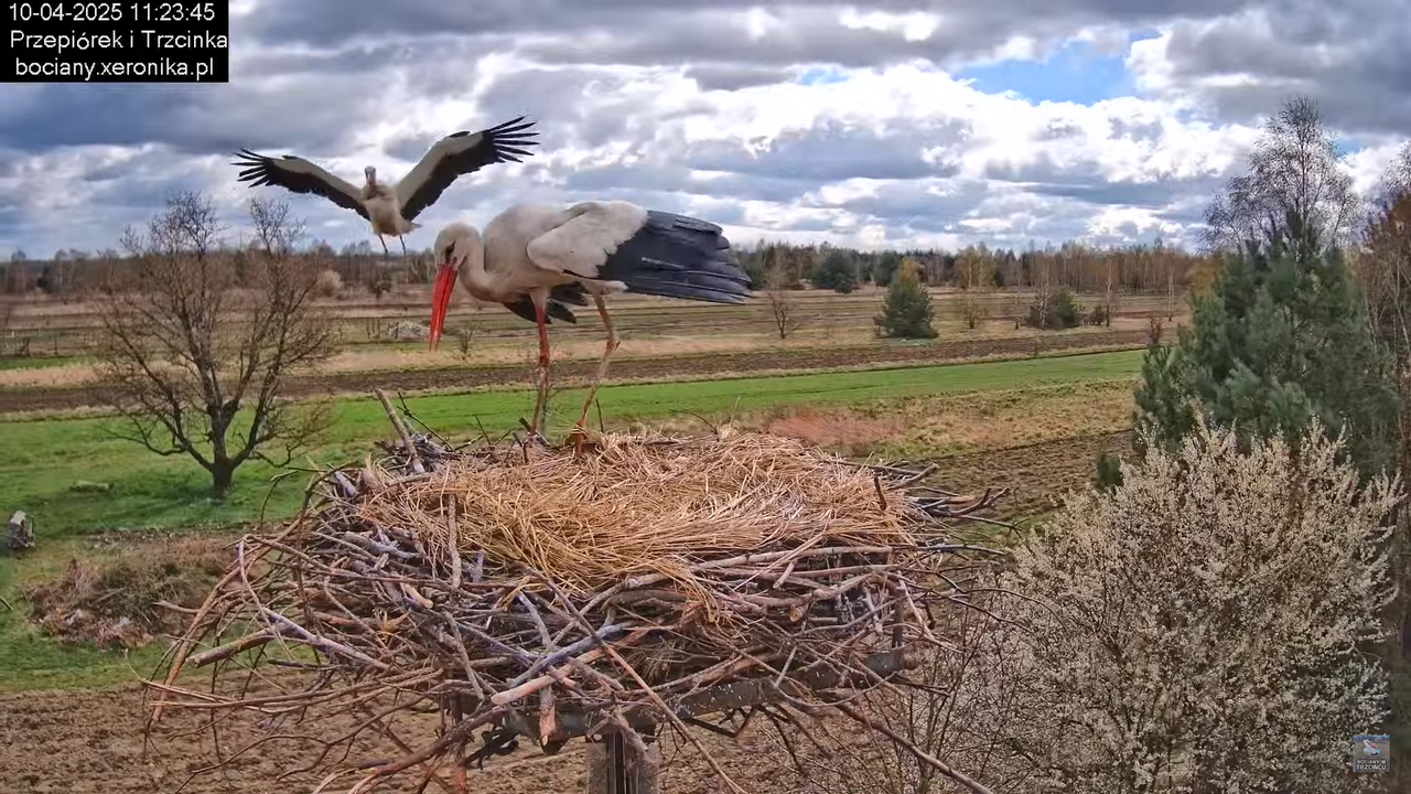 10042025bociany (30)