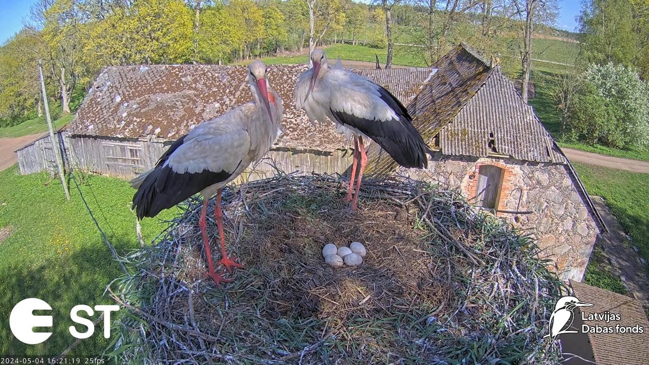 Baltie stārķi (Ciconia ciconia) Tukuma novadā - LDF tiešraide __ White storks in Tukums, Latvia 7-21