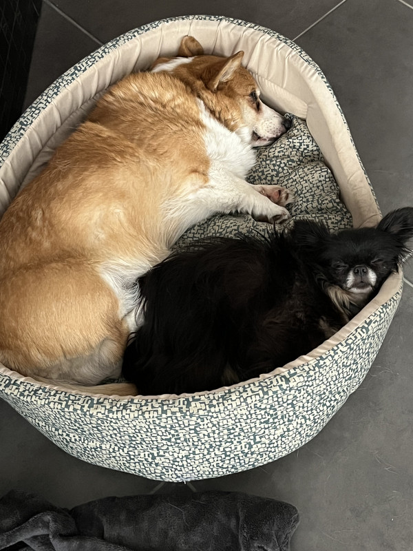 [Image: D5-ED7-CC8-02-EA-43-D7-A790-CEE18-FB12-D78.jpg]