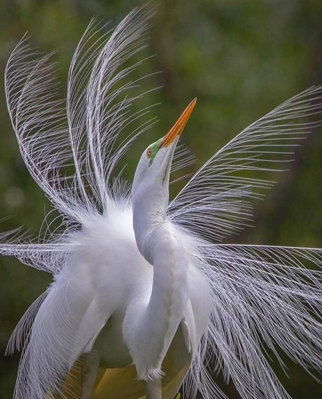 1663058356-42-poknok-art-p-strannie-ptitsi-46