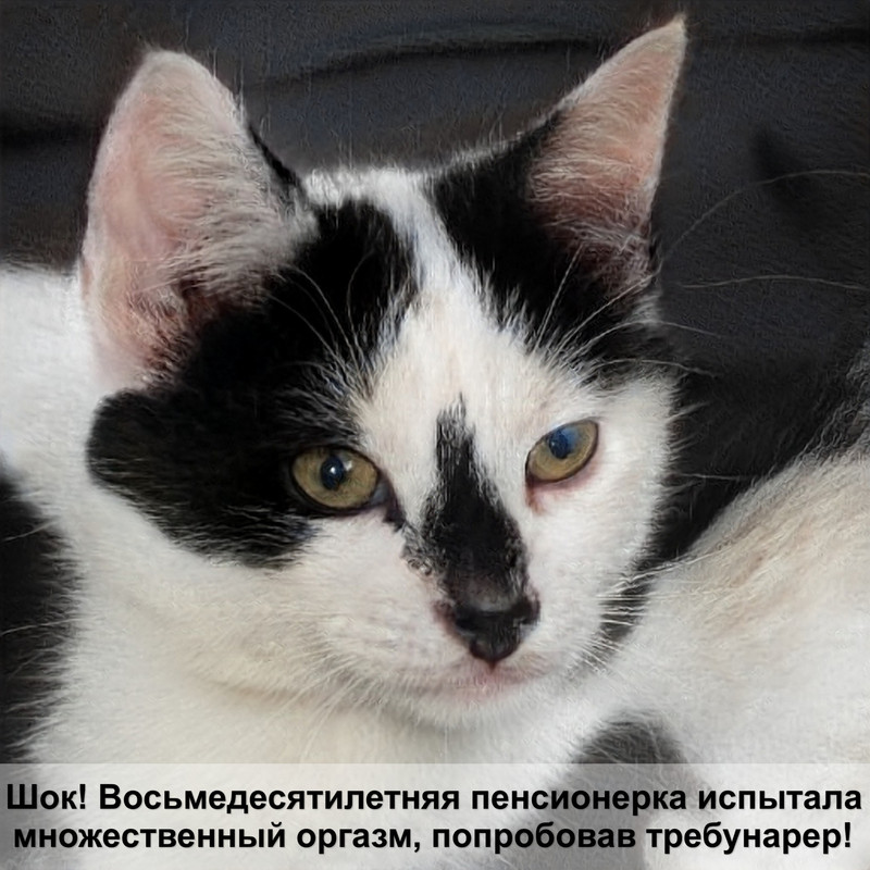 британская кошка полосатая