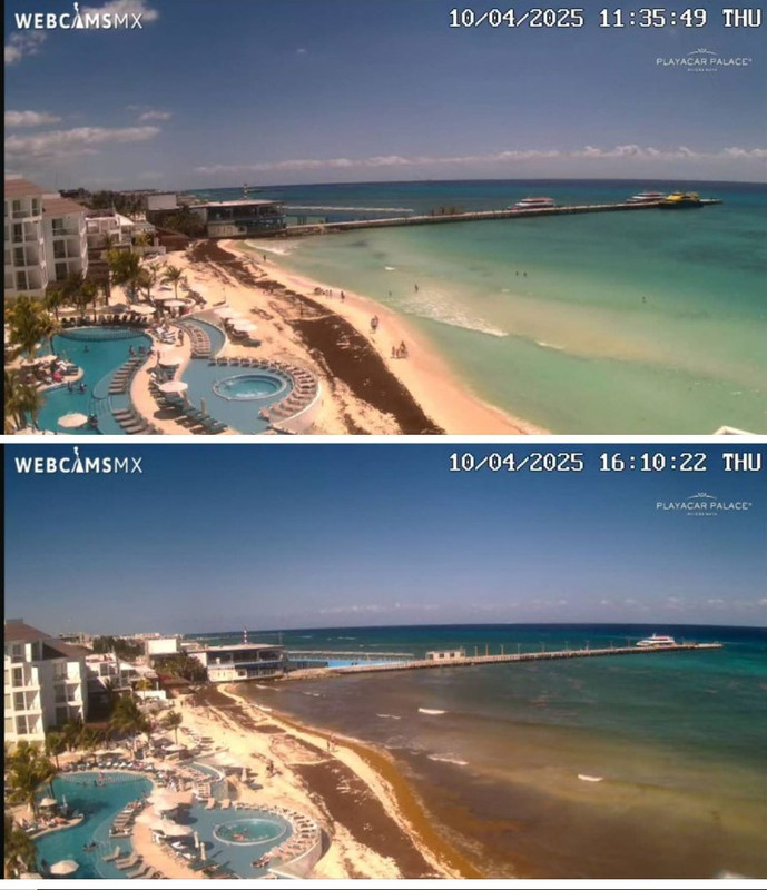 Algas en las playas de Riviera Maya (Sargazo) - Foro Riviera Maya y Caribe Mexicano