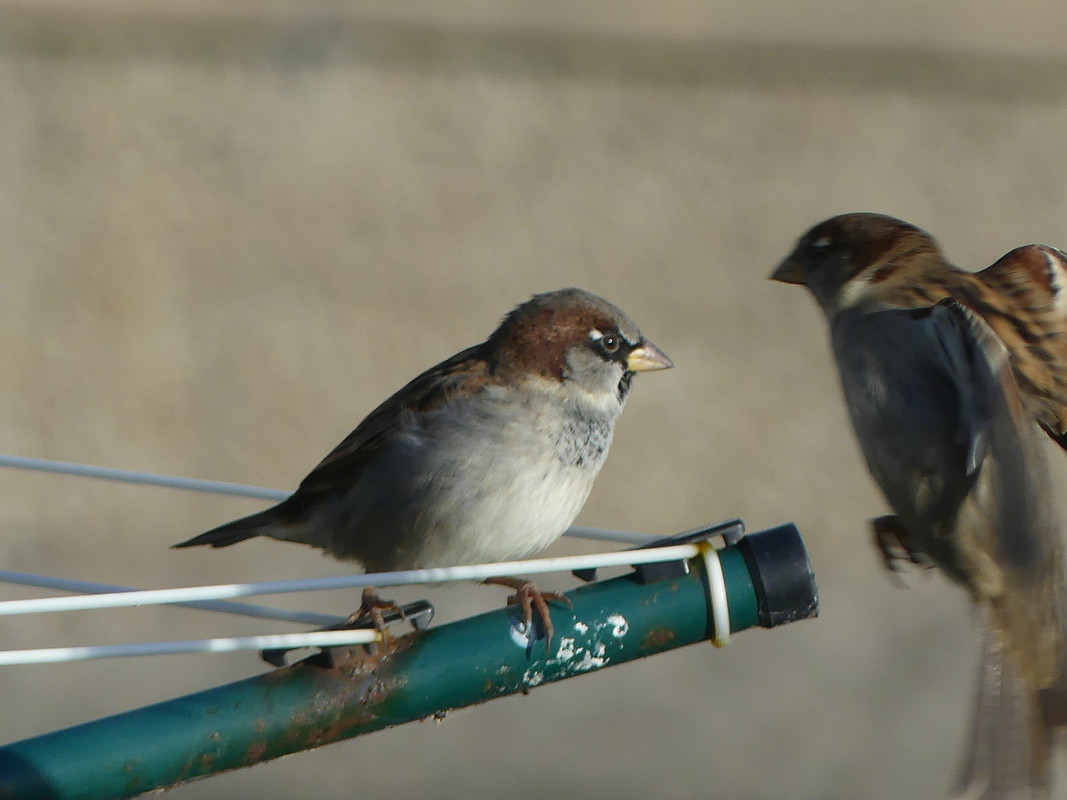 SPARROW 5