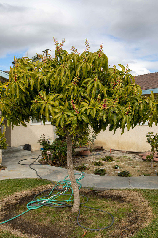 8U1A7386  Sweet Tart Mango Tree in Bloom - 3.30 PM (3-3-2020)