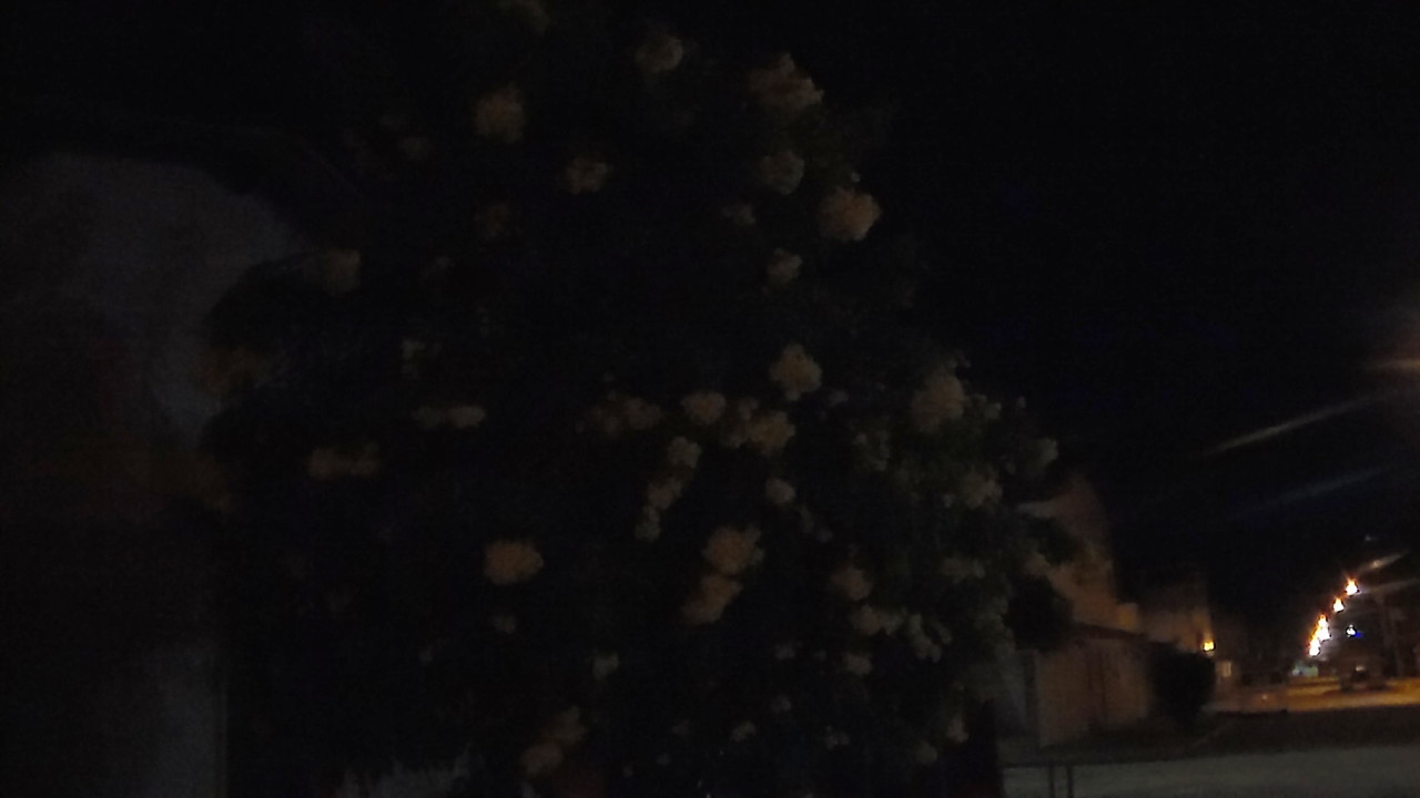 10.7.bad pictures of night flowers VII (edited)