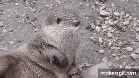 GIFs-21