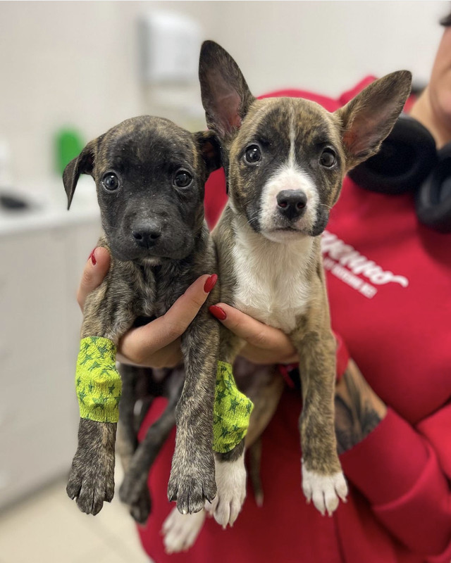 4946998F-3B6E-4E61-B3F9-B201FBECFC42