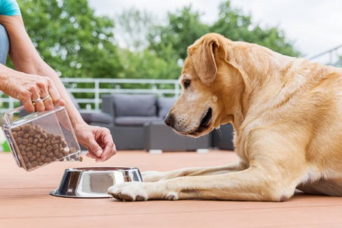 weight loss dog foods