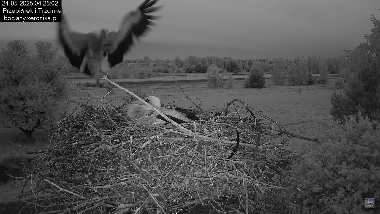 24052025bociany3