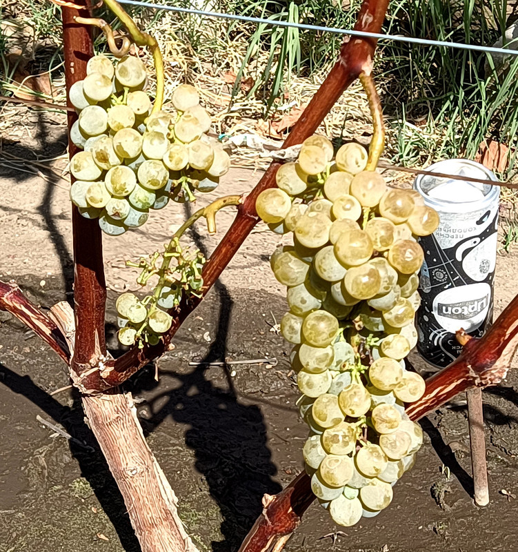 Цитронный Магарача _20230829_142928