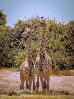 Chobe: territorio de elefantes, leones y muchísimo más. - Botswana y Cataratas Victoria: la esencia de África y maravilla natural (16)