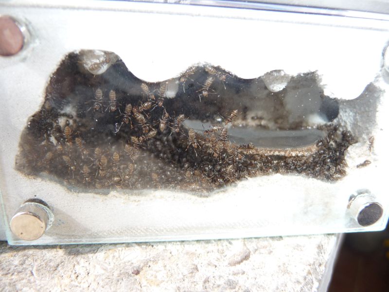 0310-Lasius.jpg