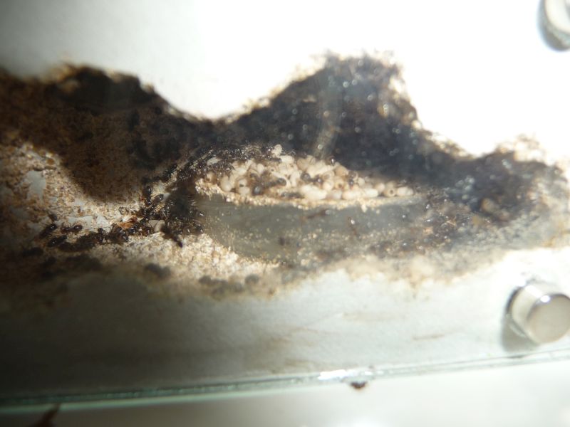 2206-Lasius2.jpg