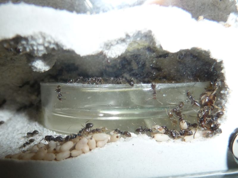 1505-Bifurcated-Lasius.jpg