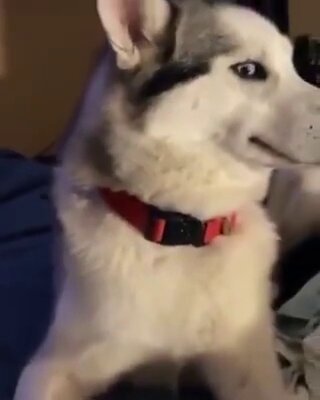 El primer perro haciéndose el sueco