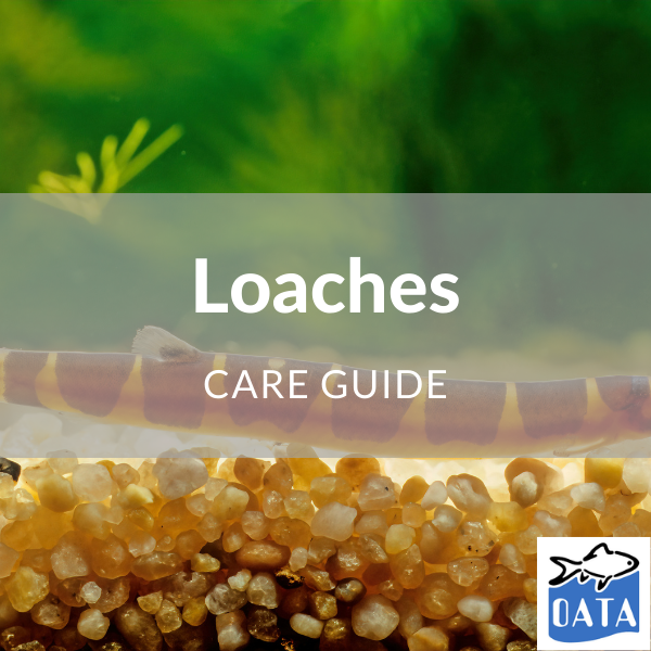 OATA Guide to loaches - Lincs Aquatics
