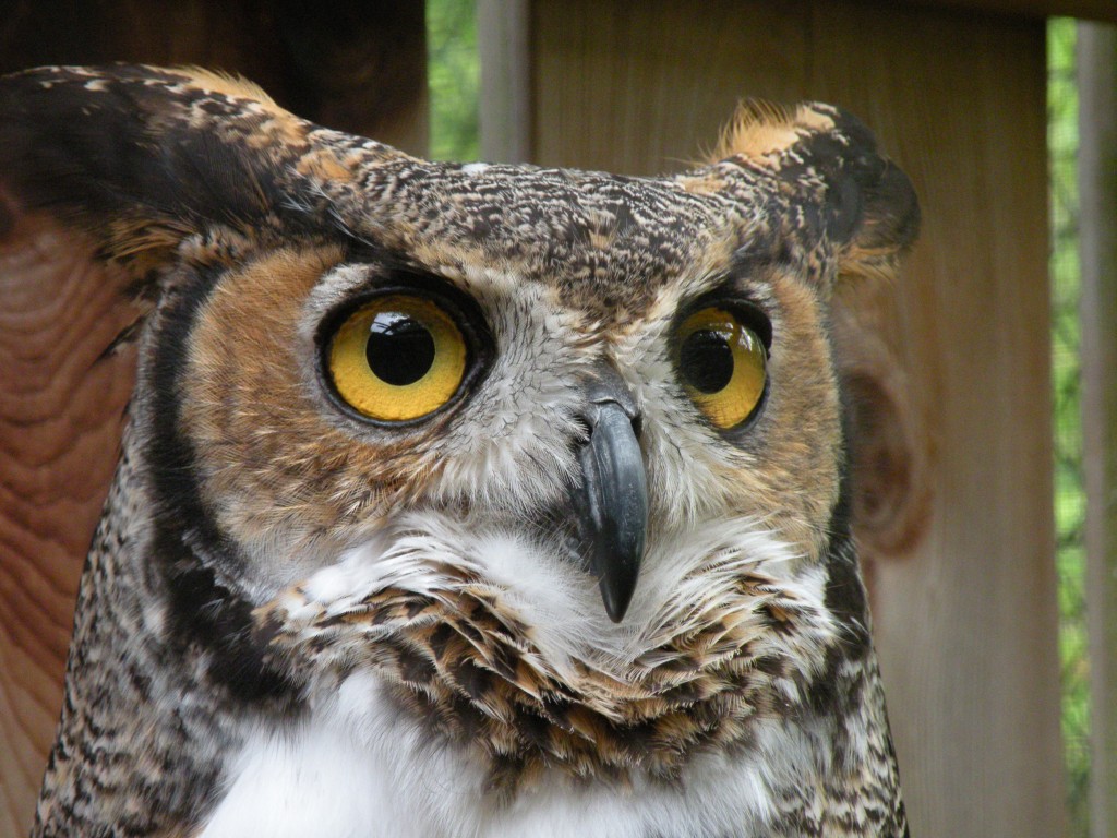 What Birds Are Out At Night In Maryland?