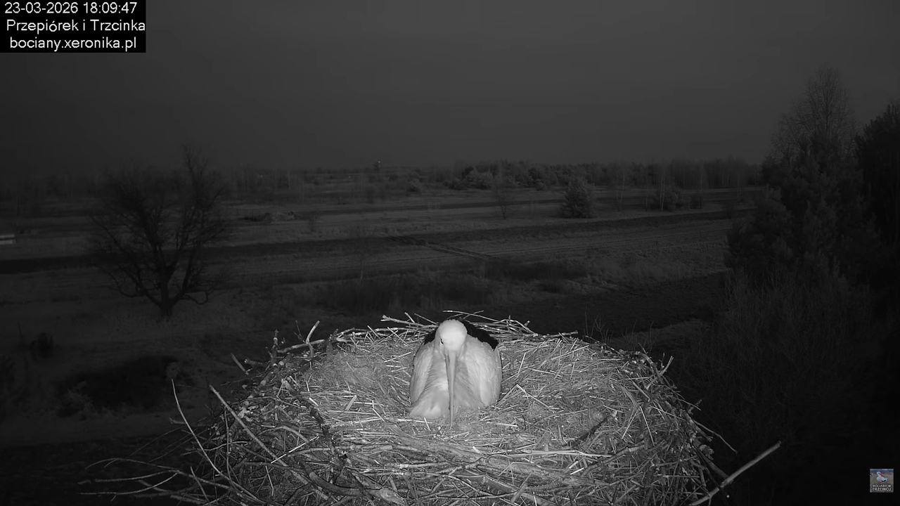 23032026bociany 15